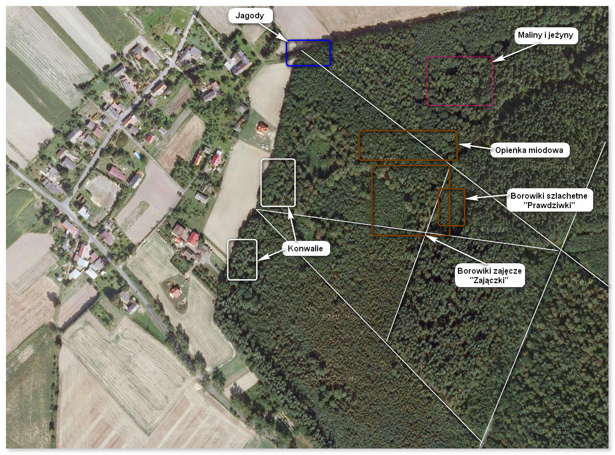Mapa skarbów lasu koło Tarnkowej — tajne miejsca zbierania grzybów i malin
