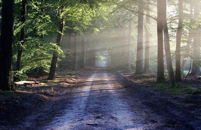 Las Marysieńka — głubczycki las miejski