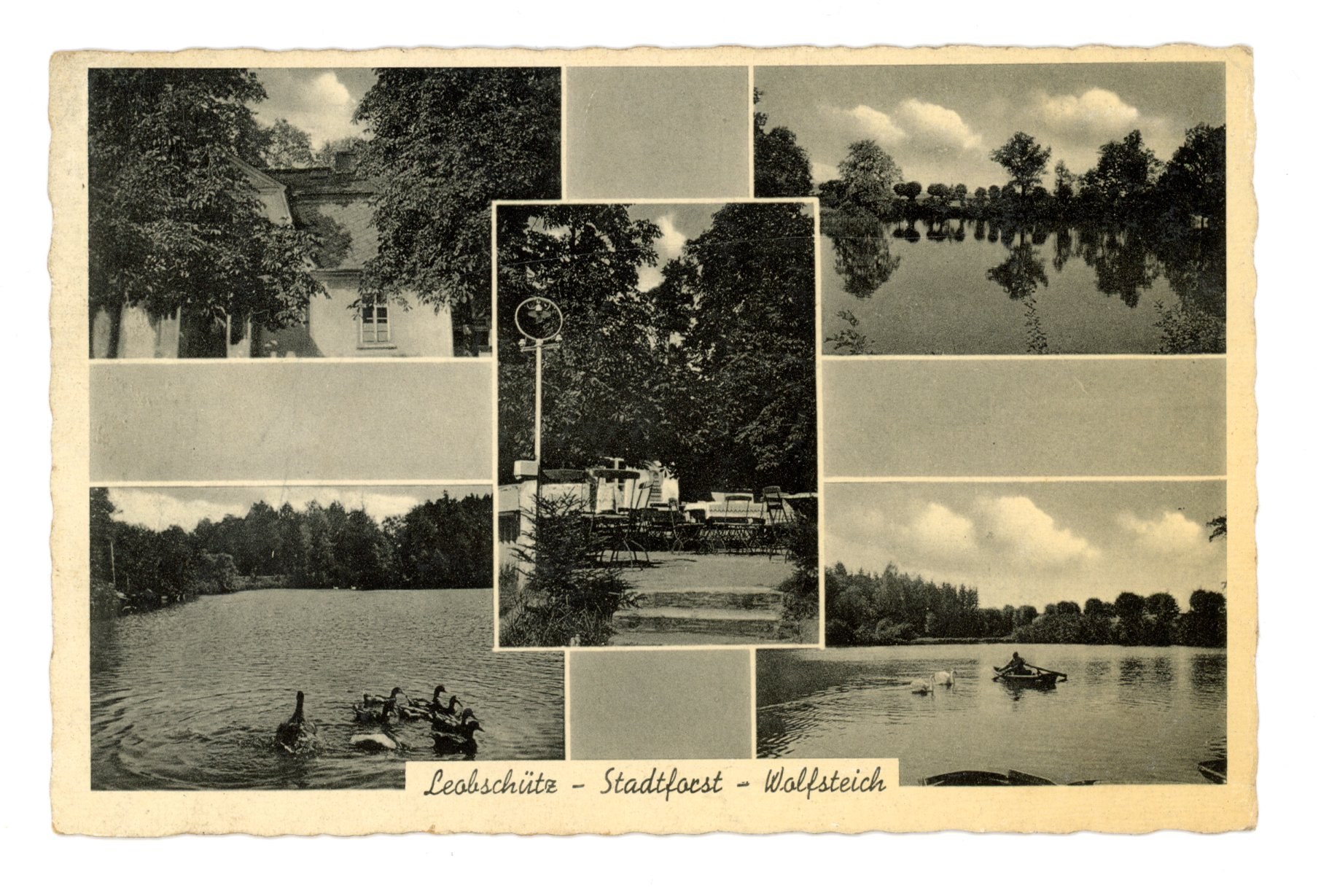 Leobschütz — Stadtforst — Wolfsteich, wielowidokowa