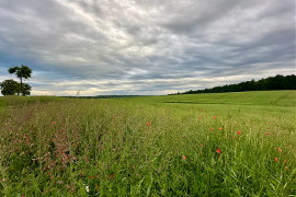 Łąka kwiatowa