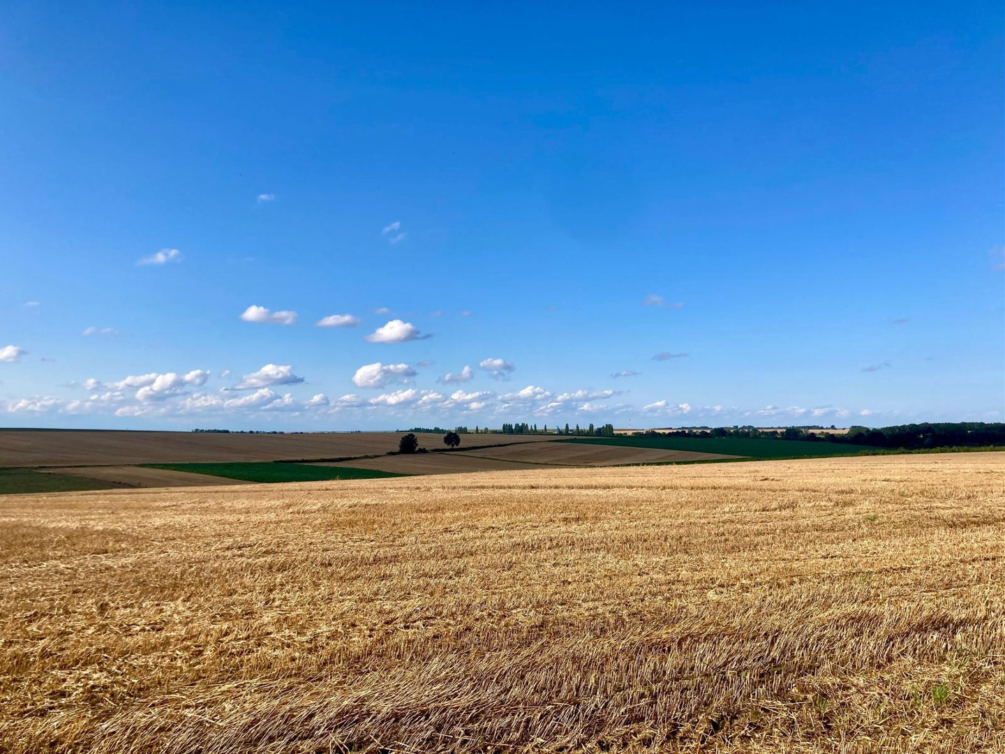 Pola pod Tarnkową